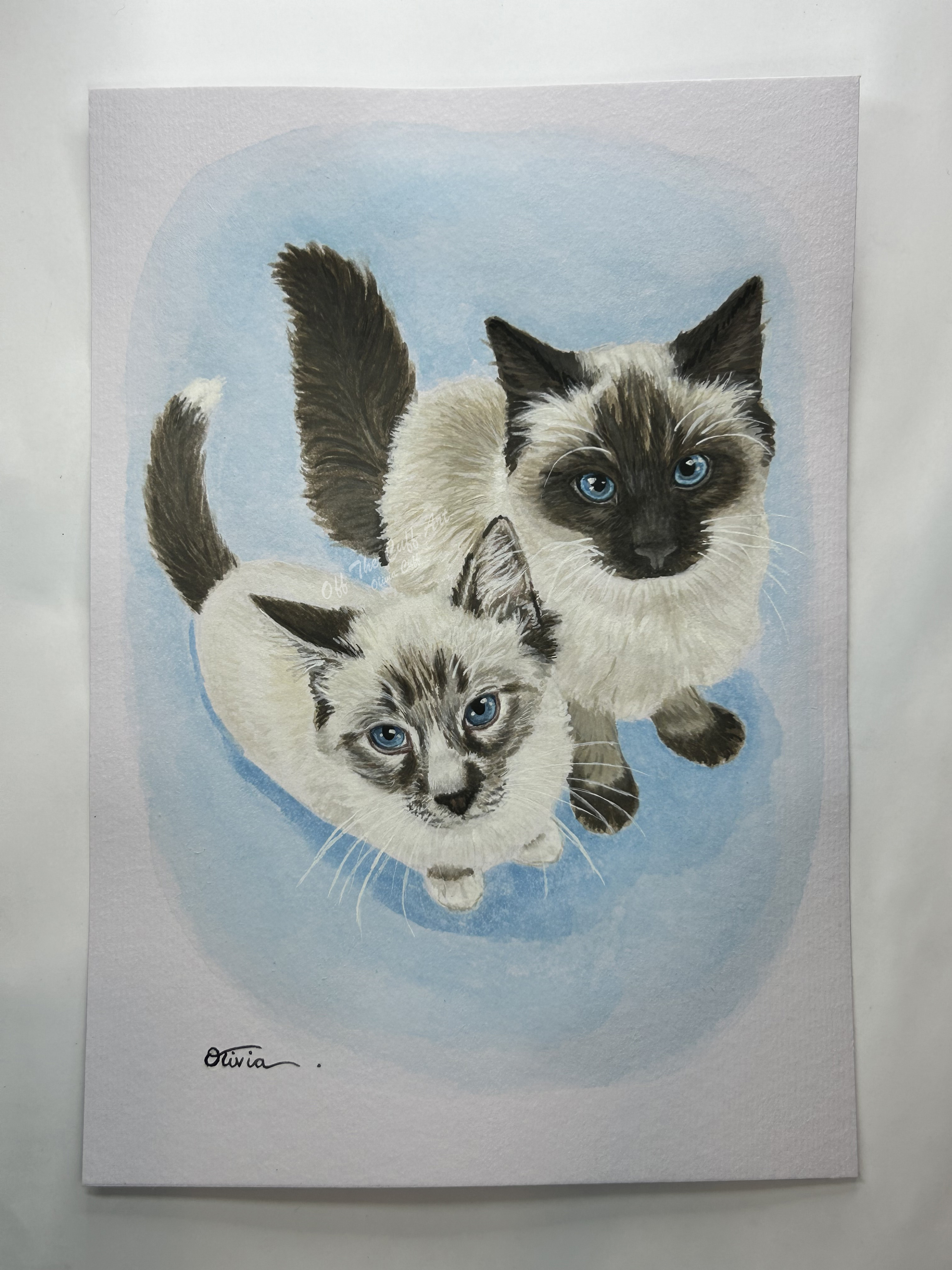 cats bandit & freddie